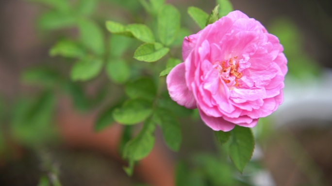 特写，POV，手触摸树上的粉红色玫瑰花