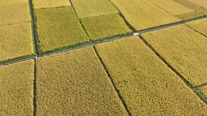 振兴农村乡村稻田丰收秋景