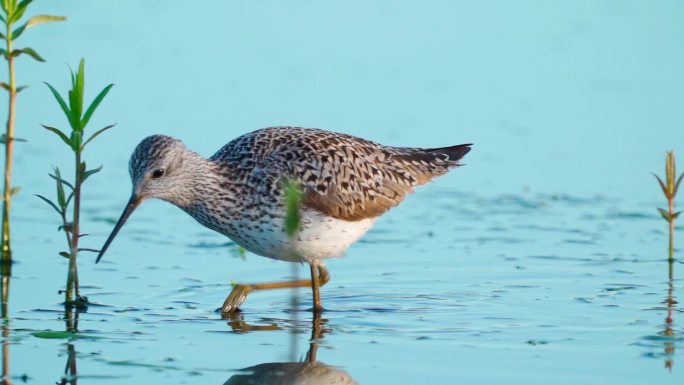 早春阳光明媚的早晨，鸟沼鹬（Tringa stagnatilis）在浅水中行走。