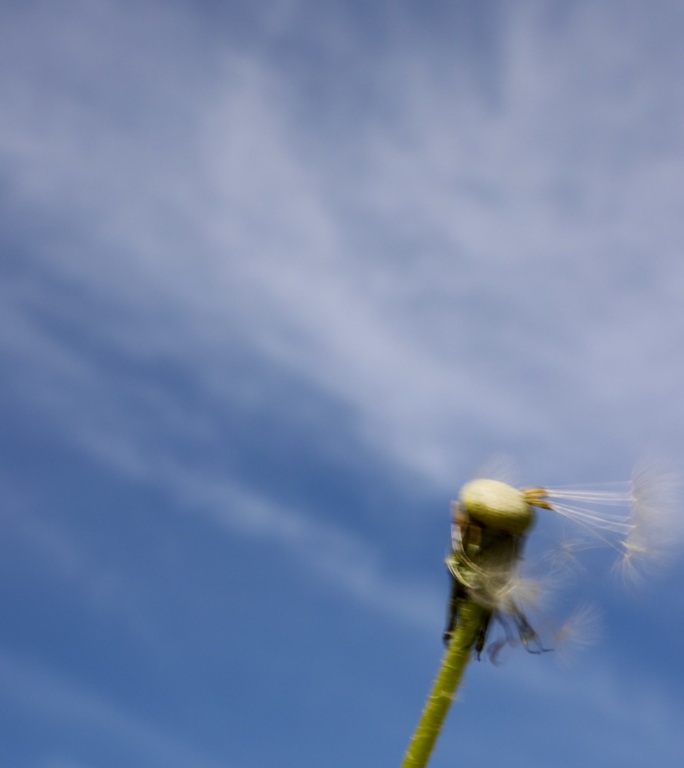 风中的蒲公英吹散梦幻播种