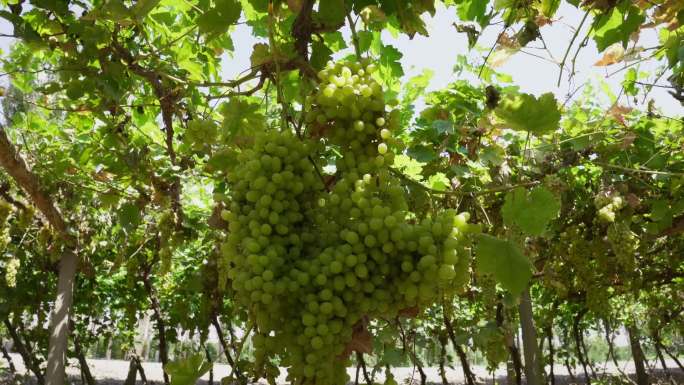 葡萄种植葡萄棚拍