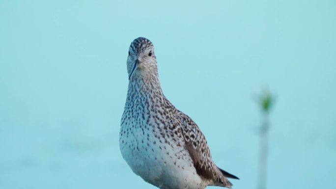 在一个初春阳光明媚的早晨，鸟沼鹬（Tringa stagnatilis）站在那里观看。