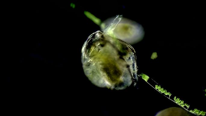 池塘中的水蚤藻类池塘水藻微生物