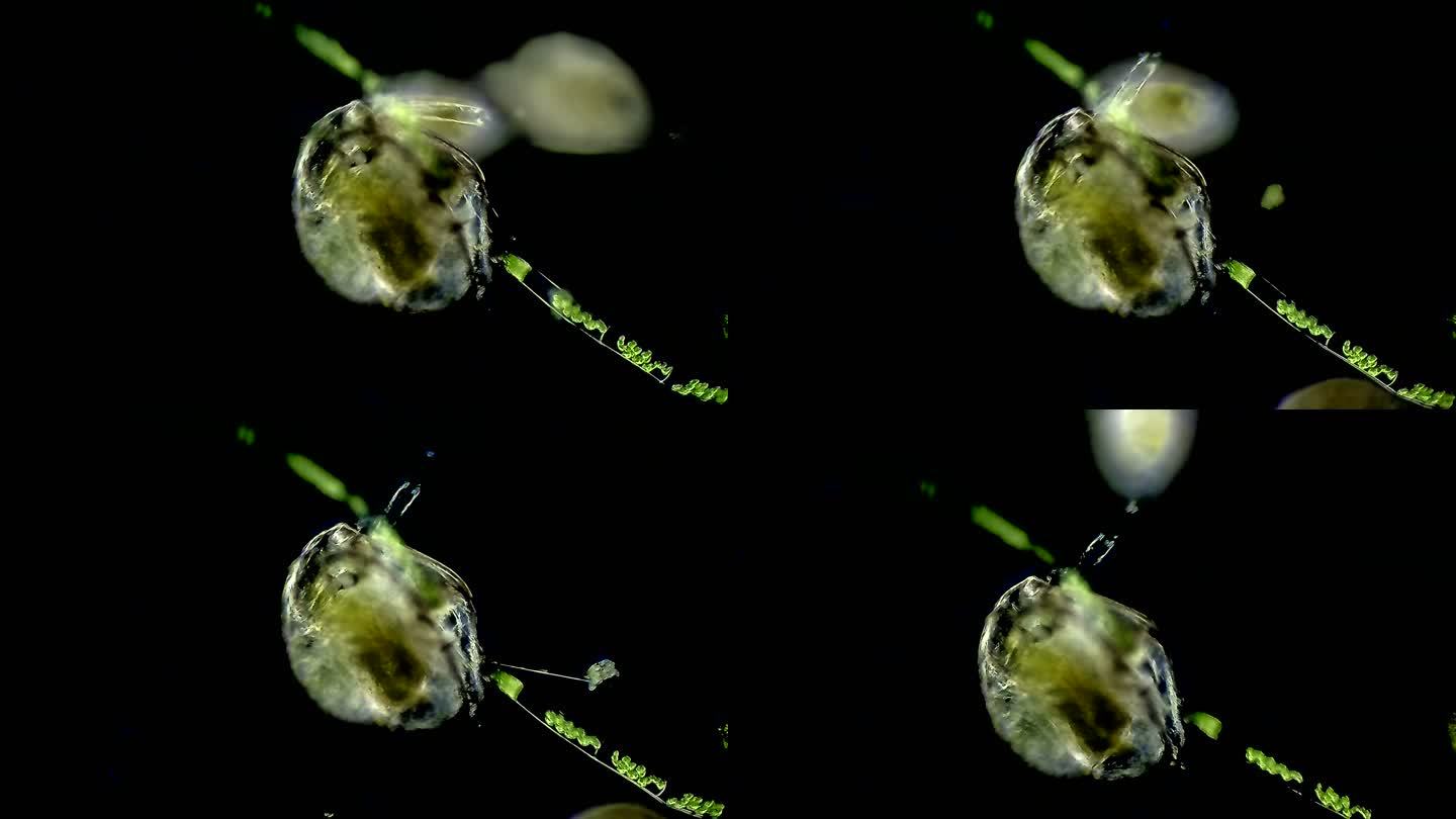 池塘中的水蚤藻类池塘水藻微生物