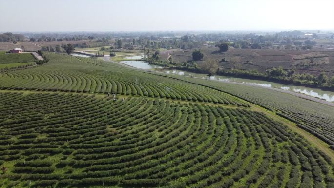 绿茶种植园鸟瞰图茶园茶叶种植苯多酚饮料绿