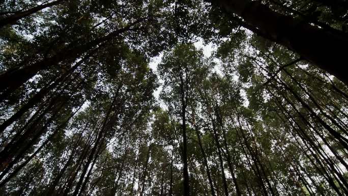 新型经济林桉树林树影阳光透过树林