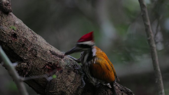 啄木鸟：成年雄性大火背鸟（Chrysocolaptes guttacristatus），也称大金背鸟