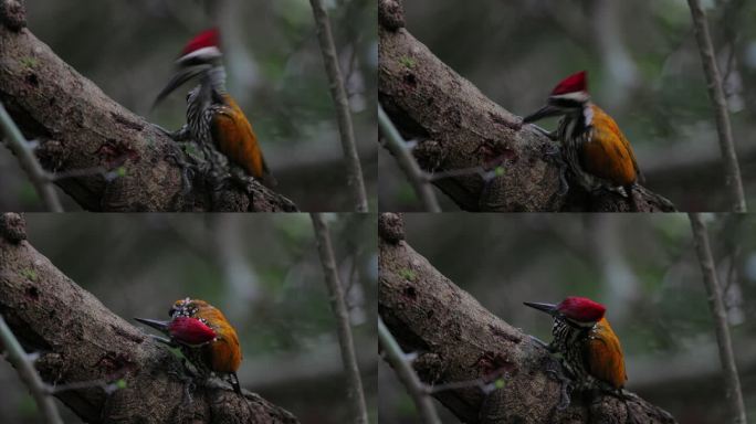 啄木鸟：成年雄性大火背鸟（Chrysocolaptes guttacristatus），也称大金背鸟