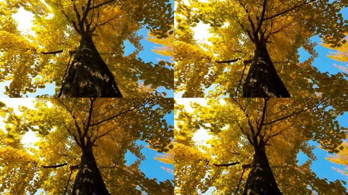 秋天金黄色的银杏树升格拍摄