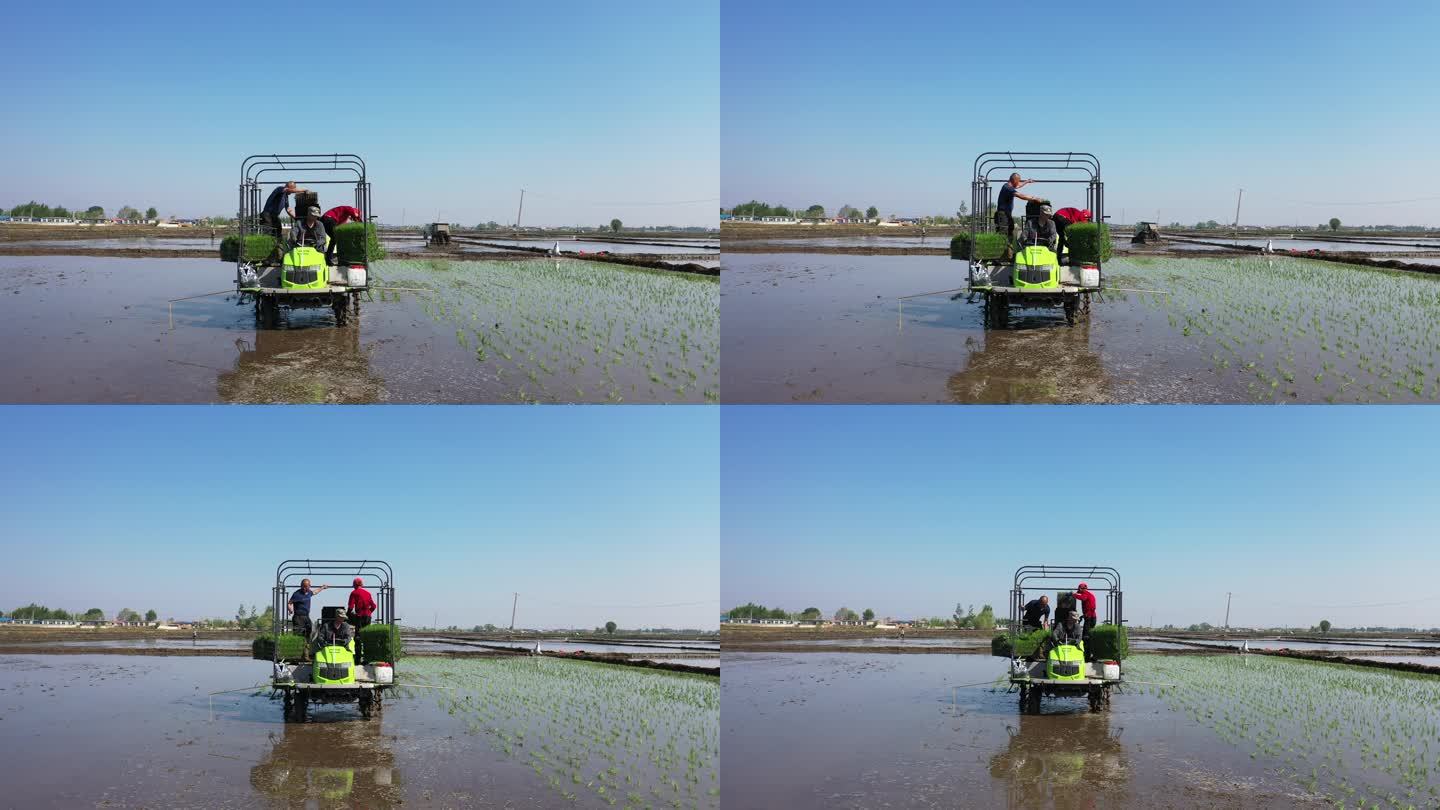 种植 农民  水稻 航拍 机械化  抛秧