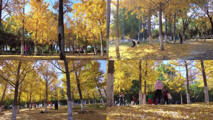 秋天黄叶树林唯美树叶秋天风景枯叶秋天落叶