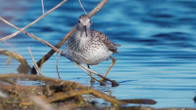 早春阳光明媚的早晨，鸟沼鹬（Tringa stagnatilis）在浅水中行走。