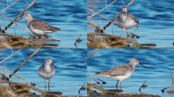 早春阳光明媚的早晨，鸟沼鹬（Tringa stagnatilis）在浅水中行走。