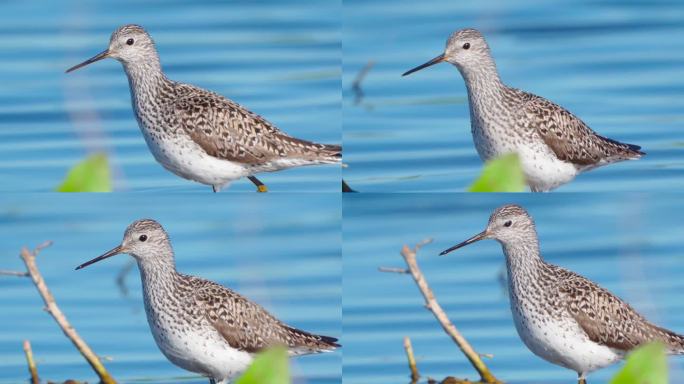 早春阳光明媚的早晨，鸟沼鹬（Tringa stagnatilis）在浅水中行走。