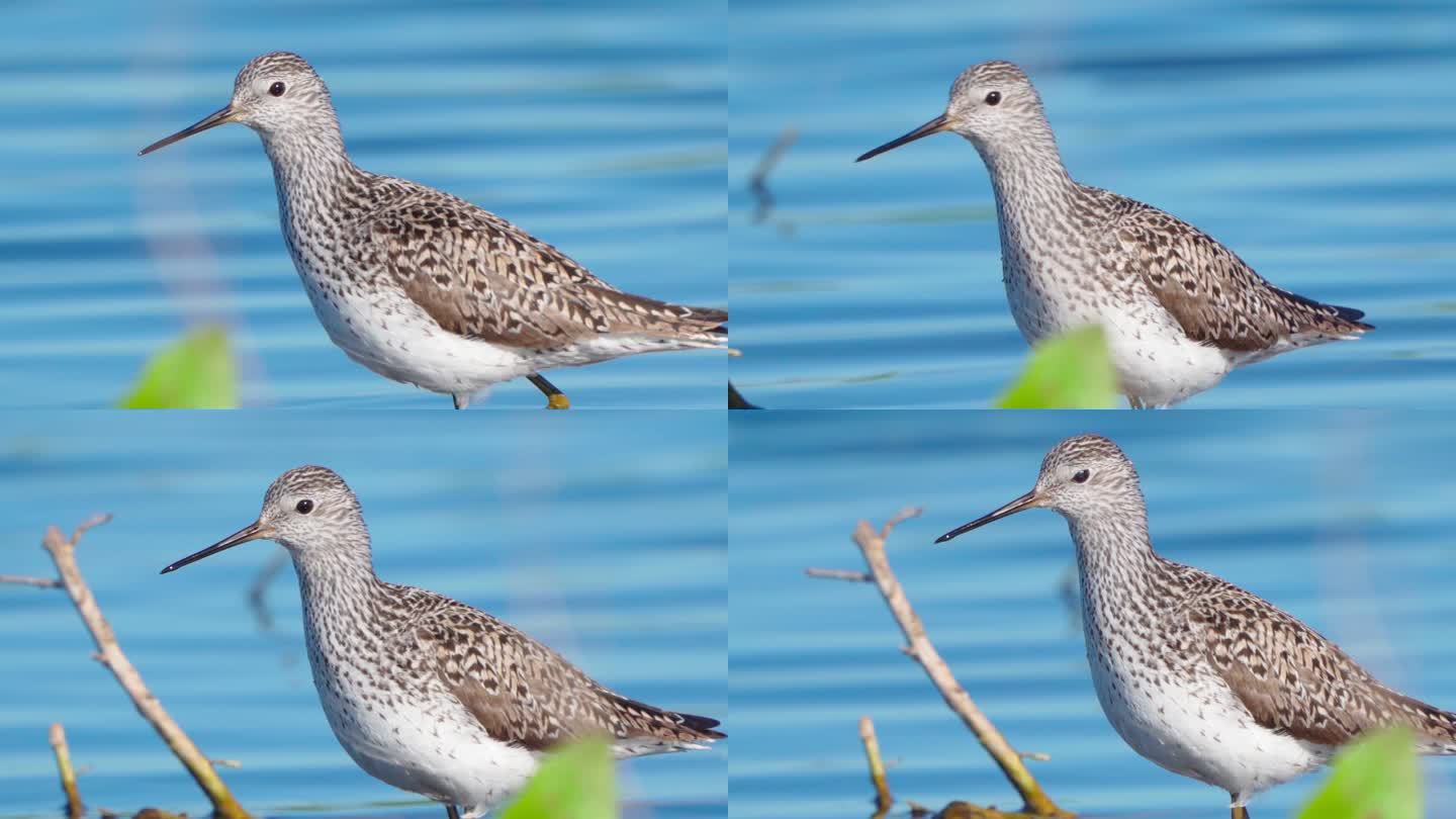 早春阳光明媚的早晨，鸟沼鹬（Tringa stagnatilis）在浅水中行走。