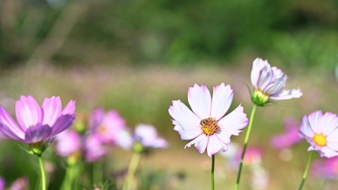 格桑花海