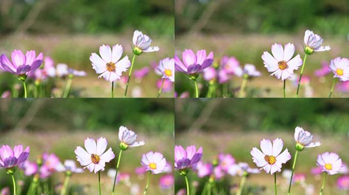 格桑花海