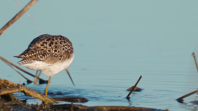 鸟沼鹬（Tringa stagnatilis）在早春阳光明媚的早晨进行卫生活动。