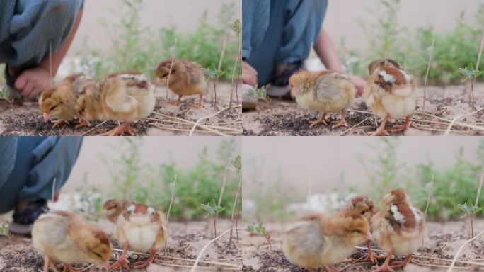 三只鸡鸡蛋孵化母鸡