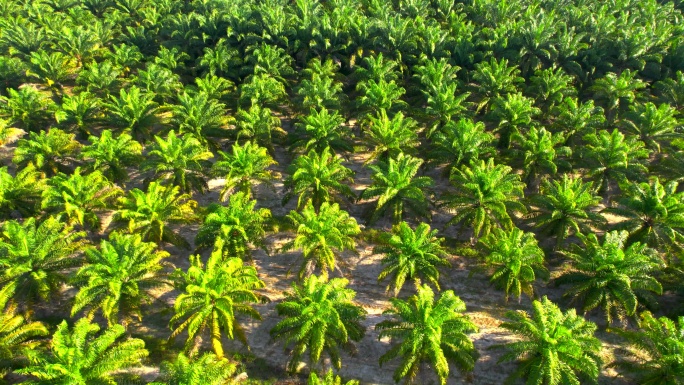 日出场景无人机在棕榈油树种植园的运动视图。棕榈树产品，用于生产出口石油。