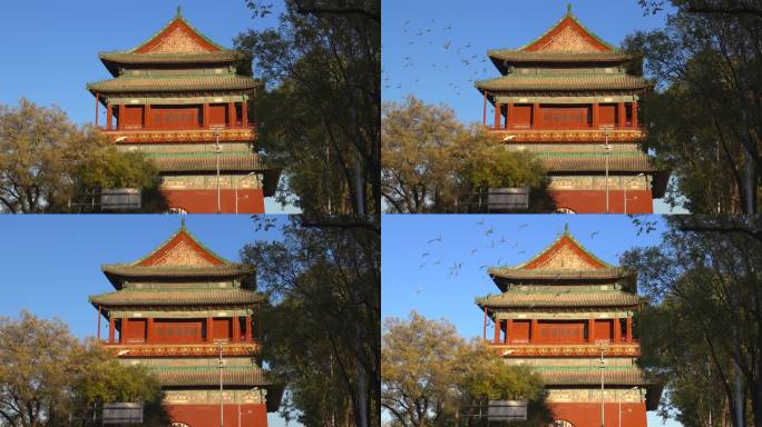 北京胡同钟楼鼓楼盘旋的鸽子