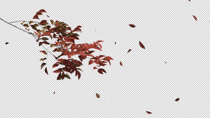 秋天的枝叶生长随风摇摆和飘散落叶带通道