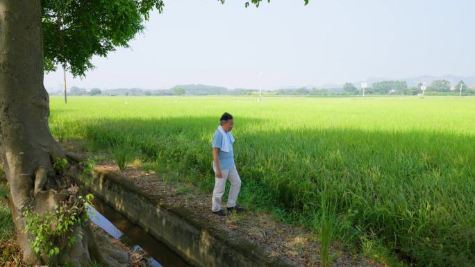 田野