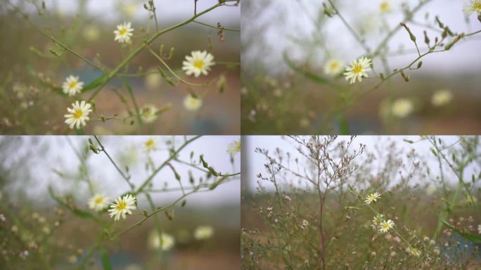 野花 野菊花