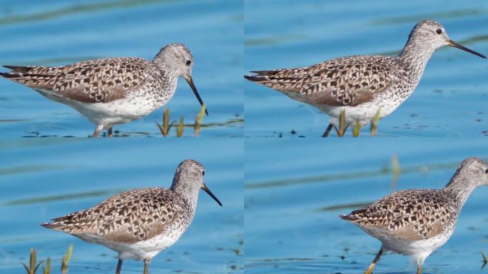 早春阳光明媚的早晨，鸟沼鹬（Tringa stagnatilis）在浅水中行走。