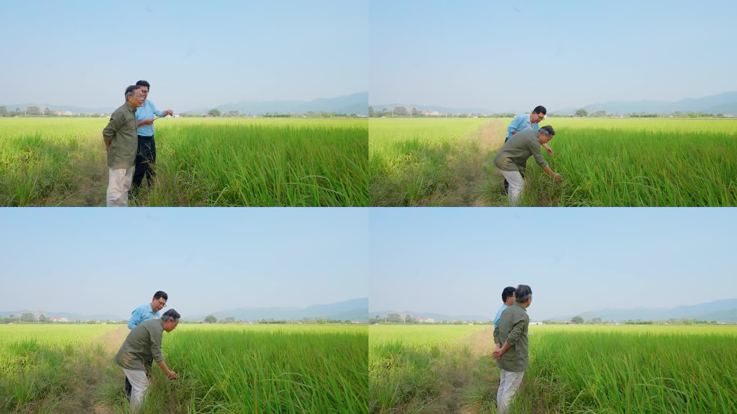 农业专家在农田里检查水稻