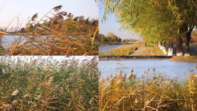 沈阳秋季蒲河边钓鱼芦苇写意风景