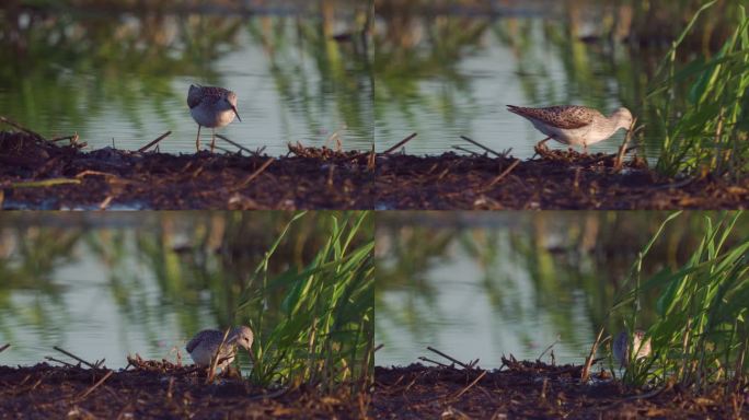 早春阳光明媚的早晨，鸟沼鹬（Tringa stagnatilis）在浅水中行走。