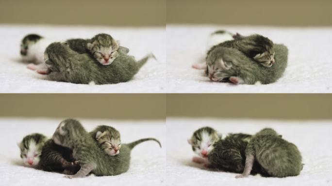 三只新生小猫刚出生的幼崽动物幼崽特写