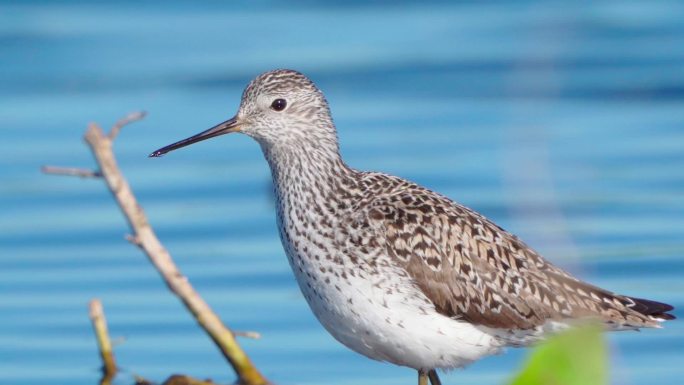 早春阳光明媚的早晨，鸟沼鹬（Tringa stagnatilis）在浅水中行走。