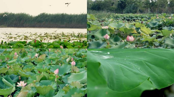 4K荷花荷塘荷叶生态自然风光白鹭湿地公园