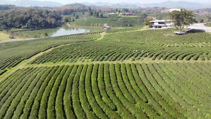 绿茶种植园鸟瞰图茶园茶叶种植苯多酚饮料绿