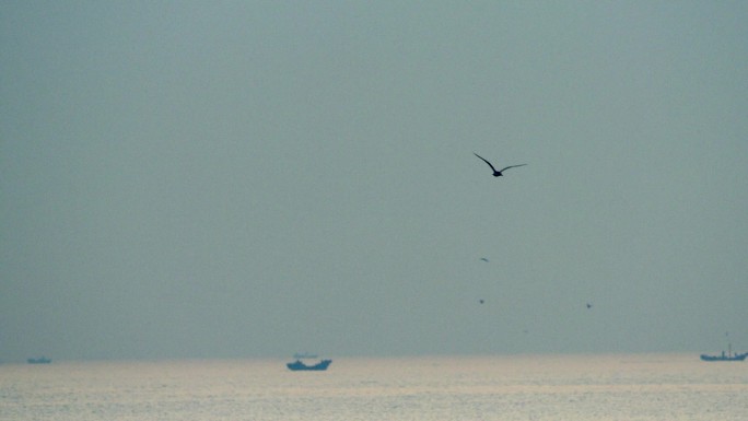 4k海边海鸥飞翔