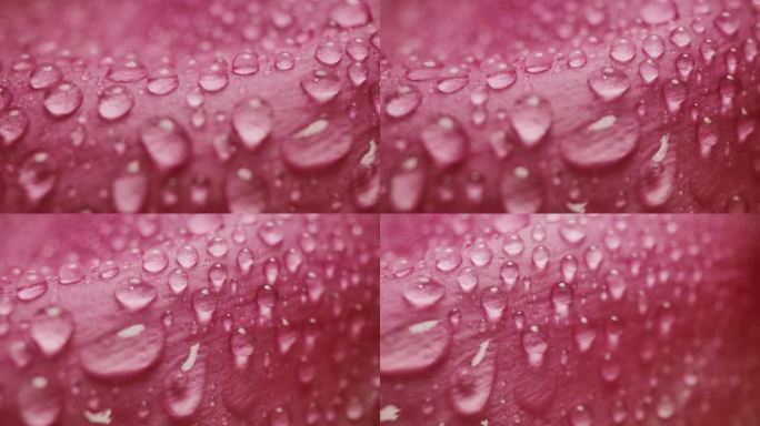玫瑰花瓣上的水滴雨滴浪漫爱情主题背景的微距玩偶拍摄