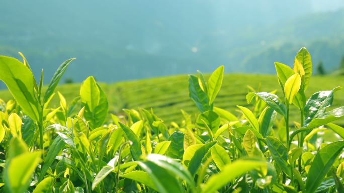茶园茶叶茶山农业产业