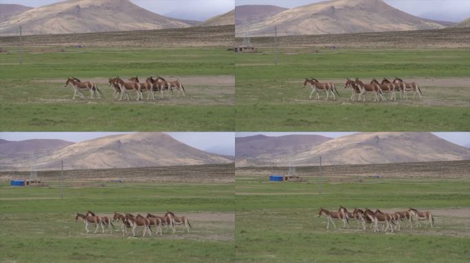 西藏野生动物藏野驴
