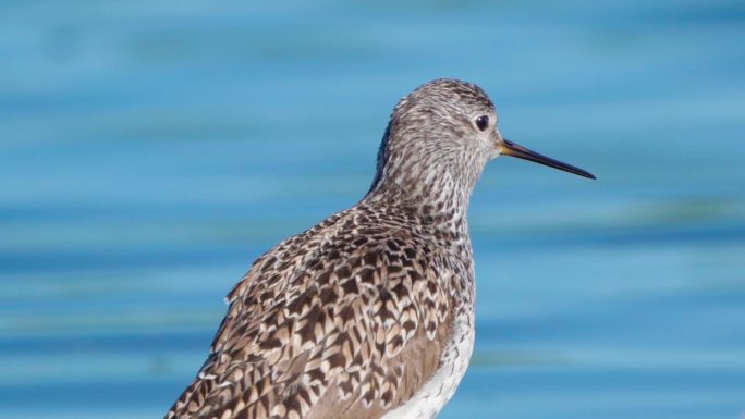 早春阳光明媚的早晨，鸟沼鹬（Tringa stagnatilis）在浅水中行走。