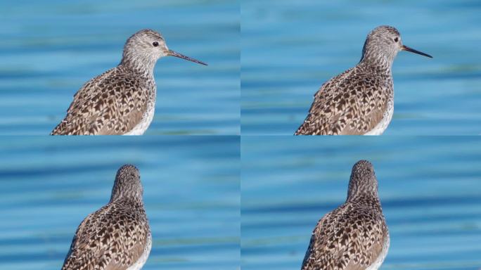 早春阳光明媚的早晨，鸟沼鹬（Tringa stagnatilis）在浅水中行走。