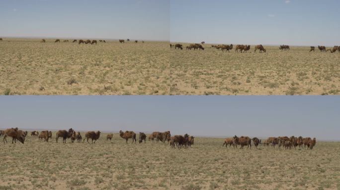 牧民饲养的沙骆驼。