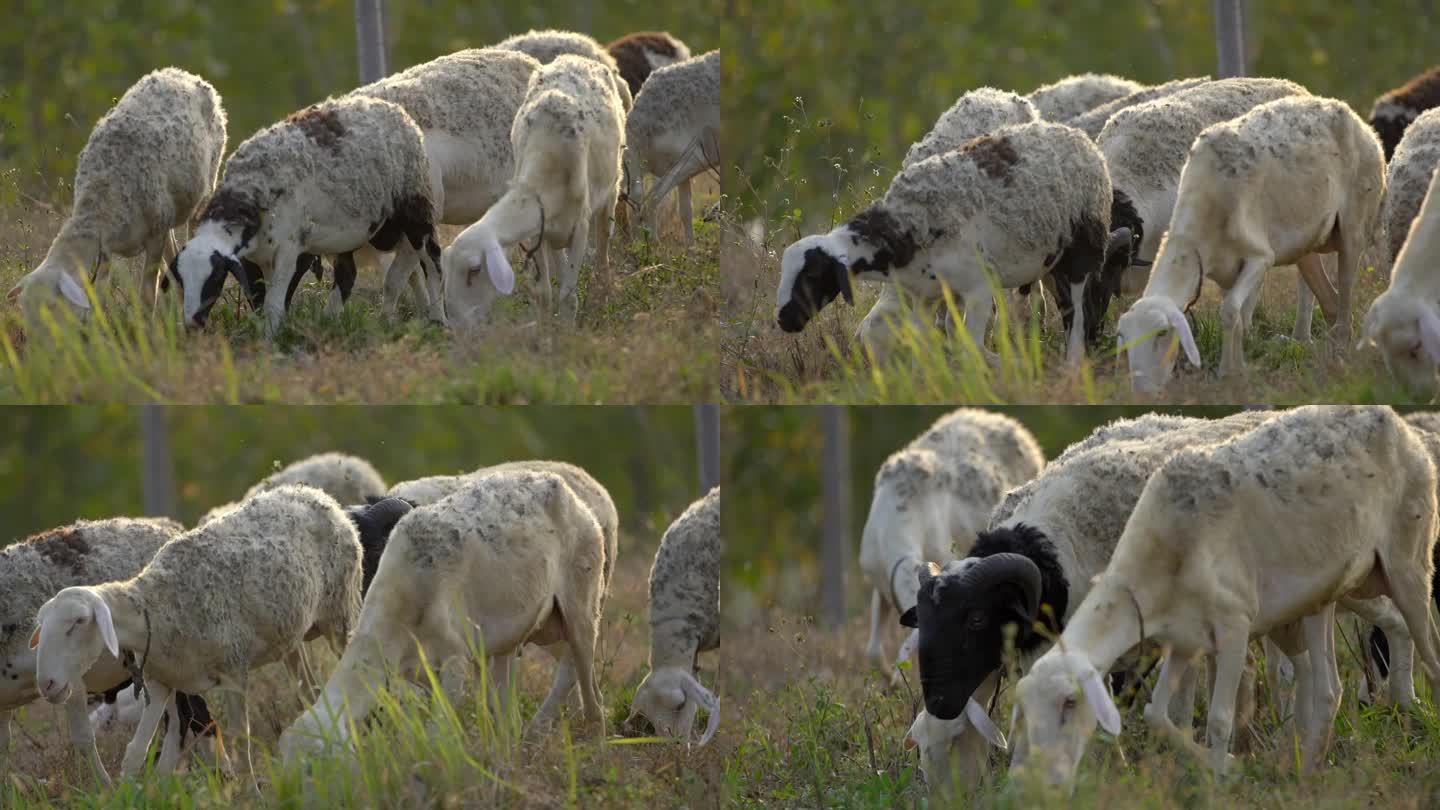 小羊吃草
