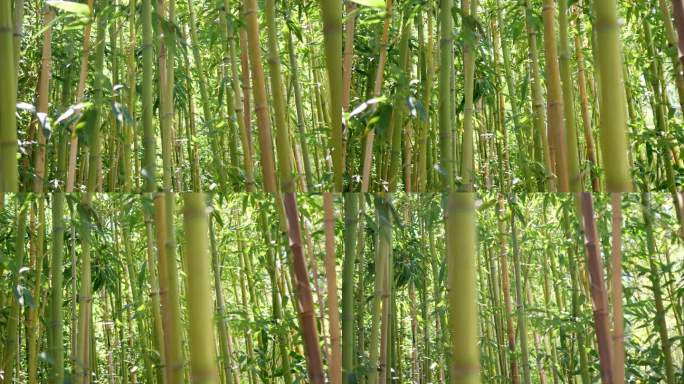 大片绿色的竹林