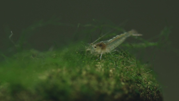 水下生物动植物鱼虾鱼缸