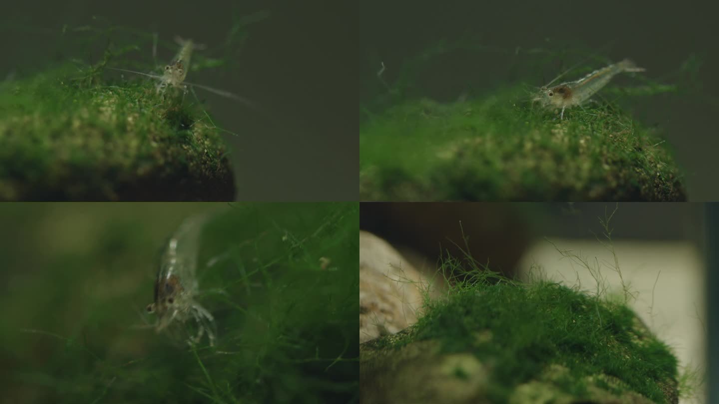 水下生物动植物鱼虾鱼缸