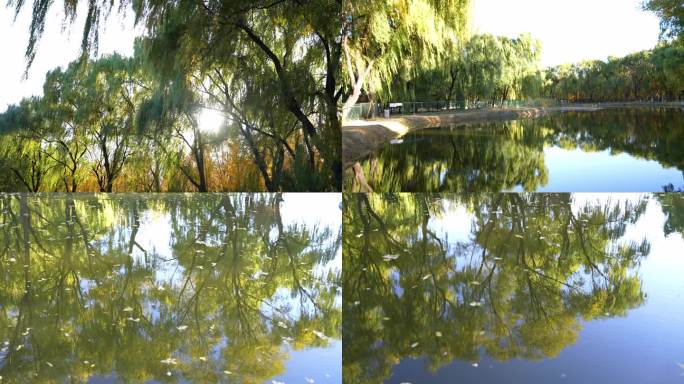 池塘水面 树木倒影