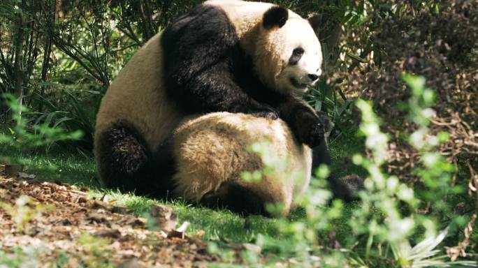 两只大熊猫打架摔跤搞笑动物