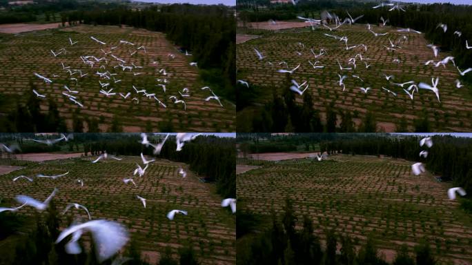 白鹭群在湿地农田上方飞行